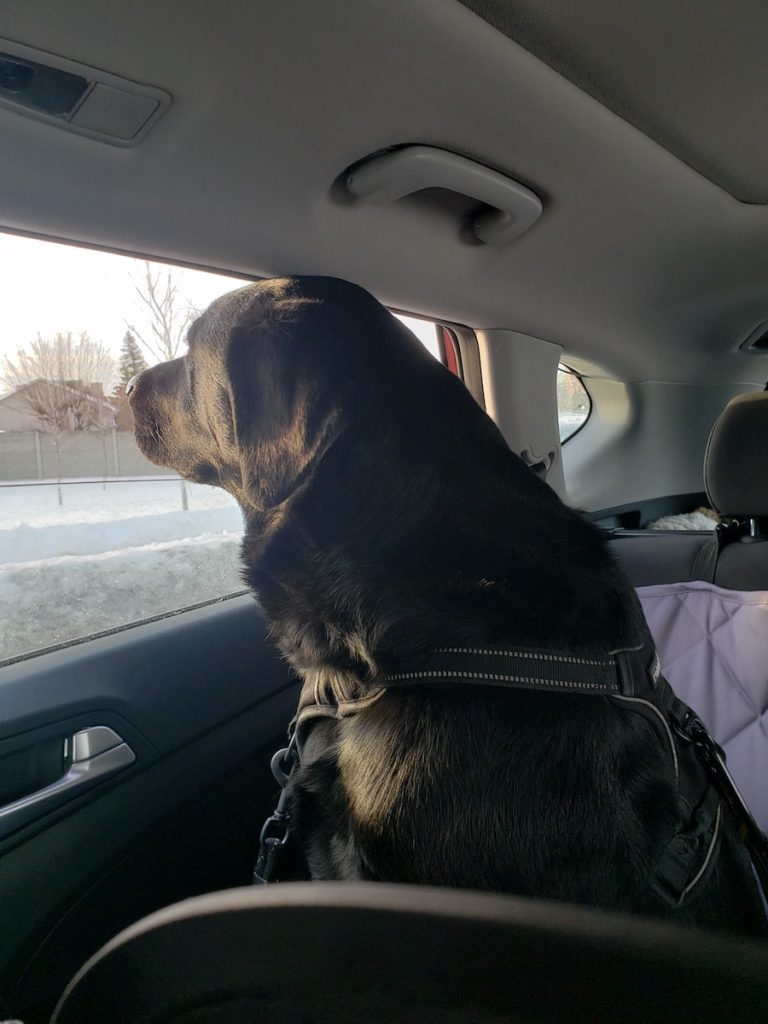 Pet Taxi Julspops Dog Walking & Pet Sitting